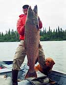 Kenai River - 80 LBs King Salmon