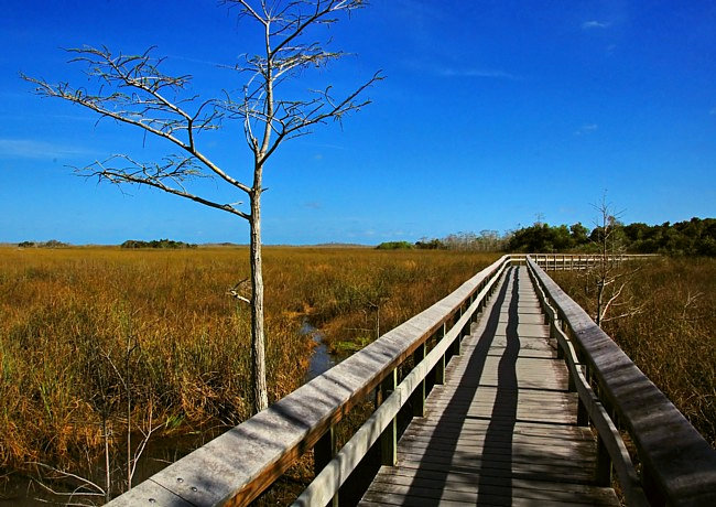 Pay-hay-okee Trail - Everglades National Park, Florida