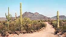 Daylight View - Mount Ajo Loop, Arizona