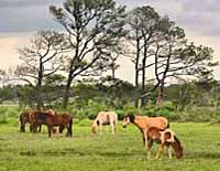 Pony Herd  - Assateague Island, Virginia