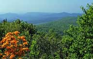 Wild Azaleas - Grandfather Mountain, NC