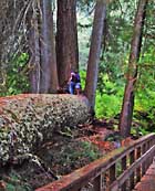 Big Trees - Mount Rainier National Park, WA