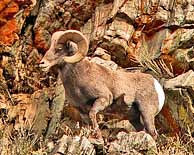 Bighorn Sheep - Nevada