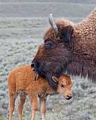 Bison Cow and Calf - Yellowstone National Park, Wyoming