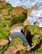 Blow Holes in the Anastasia Formation - Blowing Rocks Preserve, Jupiter, Florida
