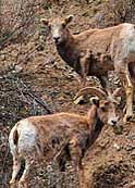 Carson National Forest Big Horn Sheep