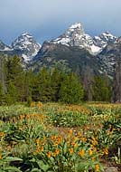 Cathedral Group, Grand Tetons - WY