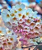 Cherry trees in bloom - Tidal Basin, Washington DC