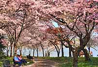 Cherry Blossoms - Washington DC
