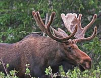Colorado Moose