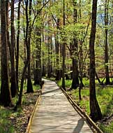 Elevated Boardwalk - Congaree National Park, SC