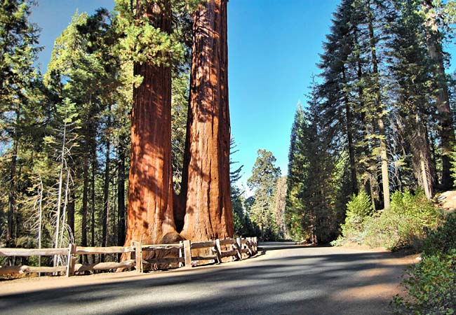 Grant Grove - Sequoia National Park, California