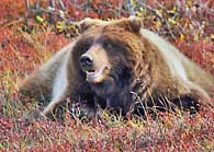 Grizzly Bear - Denali National Park, Alaska