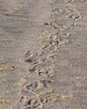 Desert Animal Tracks