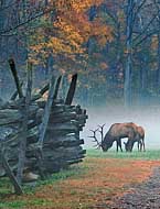 Oconaluftee Visitor Center Elk - Great Smoky Mountain National Park, NC