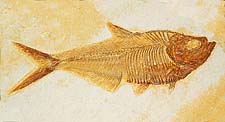 Diplomystus (Fossil Fish) Green River Formation, WY