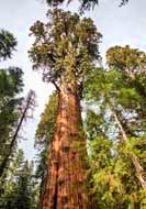 General Sherman Tree - Sequoia National Park, California