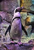 Penguin - Georgia Aquarium - Atlanta, GA