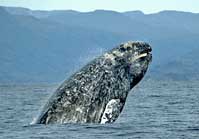 Gray Whale - Merrill Gosho, NOAA