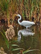 Great Egret - Bombay Hook NWR
