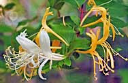Honeysuckle blossoms