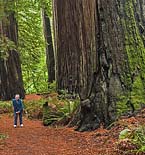 Humboldt Redwoods - Humboldt County, California