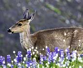 Deer on Hurricane Ridge - Olympic National Park, Washington