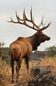 Idaho Elk