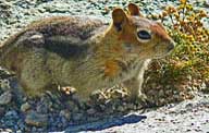 JMT - Golden Mantle Ground Squirrel
