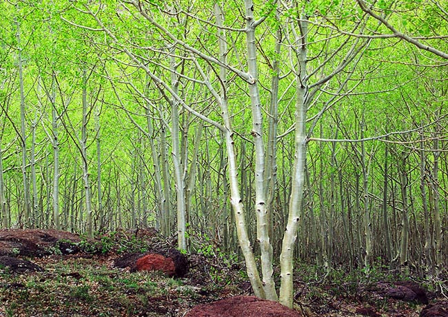 Spring on Boulder Mountain - Bicknell, Utah