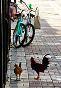 Bikes & Chickens - Mallory Square , Key West, Florida