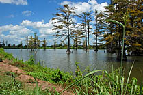 Lake Cypress - Tutwiler, Mississippi