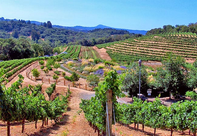Benziger Family Winery - Sonoma Valley, California