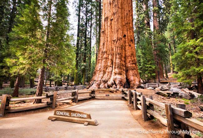 General Sherman Tree - Sequoia National Park, California