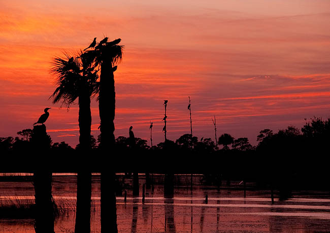 Grissom Memorial Wetlands - Viera, Florida