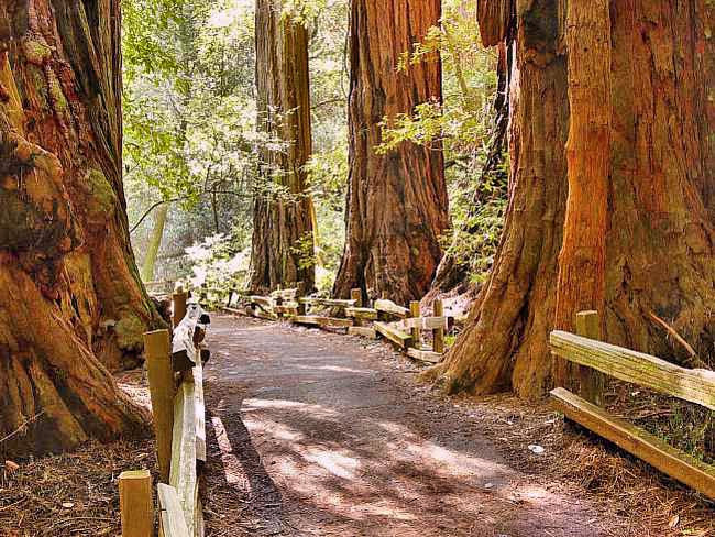 Nature Pathway - Muir Woods National Monument, CA