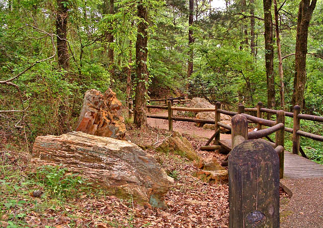 Nature Trail - Mississsippi Petrified Forest, Flora, Mississippi