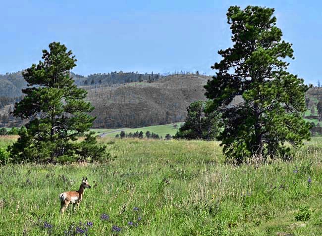 Young Pronghorn, Custer State Park - East Custer, South Dakota