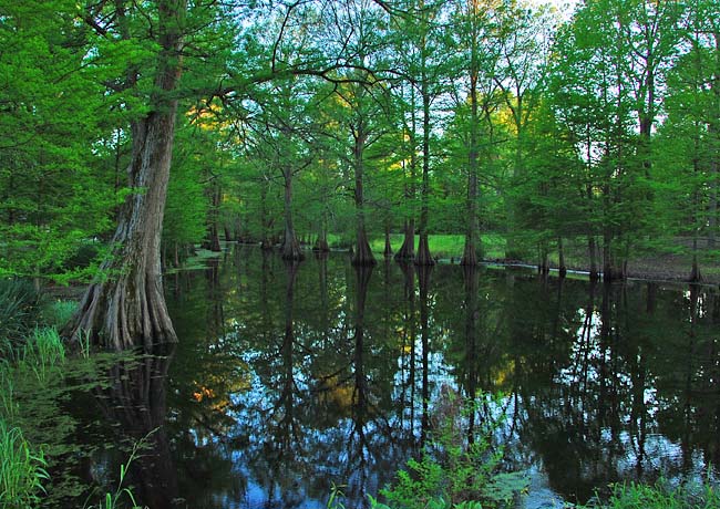 Greenville Cypress Preserve - Greenville, Mississippi