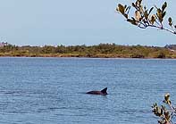 Mosquito Lagoon Dolphin - Canaveral National Seashore, Florida