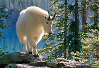 Mountain Goat - San Juan Mountains, Colorado