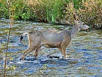 Mule Deer Crossing - Metolius River, Camp Sherman, Oregon