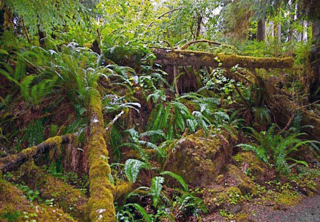 Hoh Rain Forest - Olympic National Park, Washington