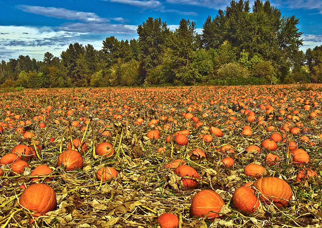 Linn County Pumpkin Patch - Grandpa's Farm, Albany, Oregon