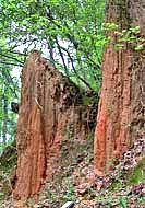 Petrified Log - Mississsippi Petrified Forest, Flora, Mississippi