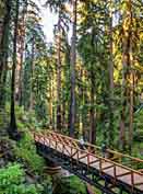 McWay Falls Overlook trail bridge - Pfeiffer Big Sur State Park, Big Sur, California