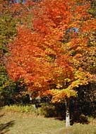 Autumn Maple - Pisgah Forest, North Carolina
