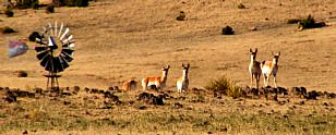 Proghorn Herd - Cimarron National Grassland