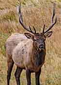 Resident Elk - Rocky Mountain National Park, Estes Park, Colorado