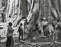 Ranger Discussion 1978 - Muir Woods National Monument, CA